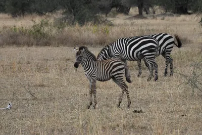 DSC_4104 (Large).JPG